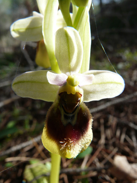 Ophrys ...e invito a fotografare orchidee nella RNO T. Salsa